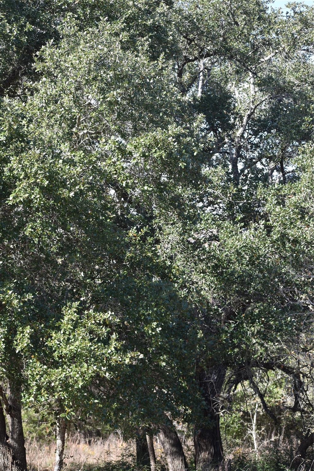 272 Deadwood RD, Cedar Creek, TX 78621