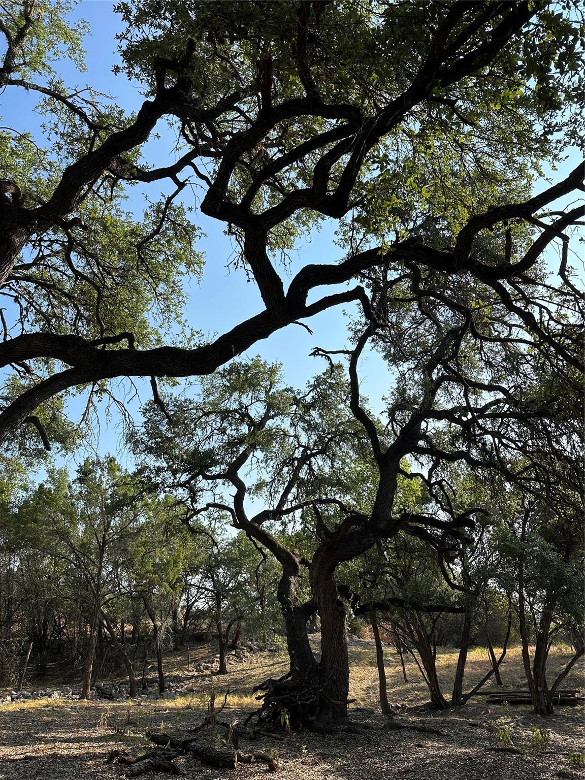 12333A Ranch Rd 12 #1, Wimberley, TX 78676