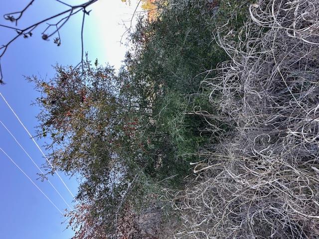0 TBD Kula CT, Bastrop, TX 78602