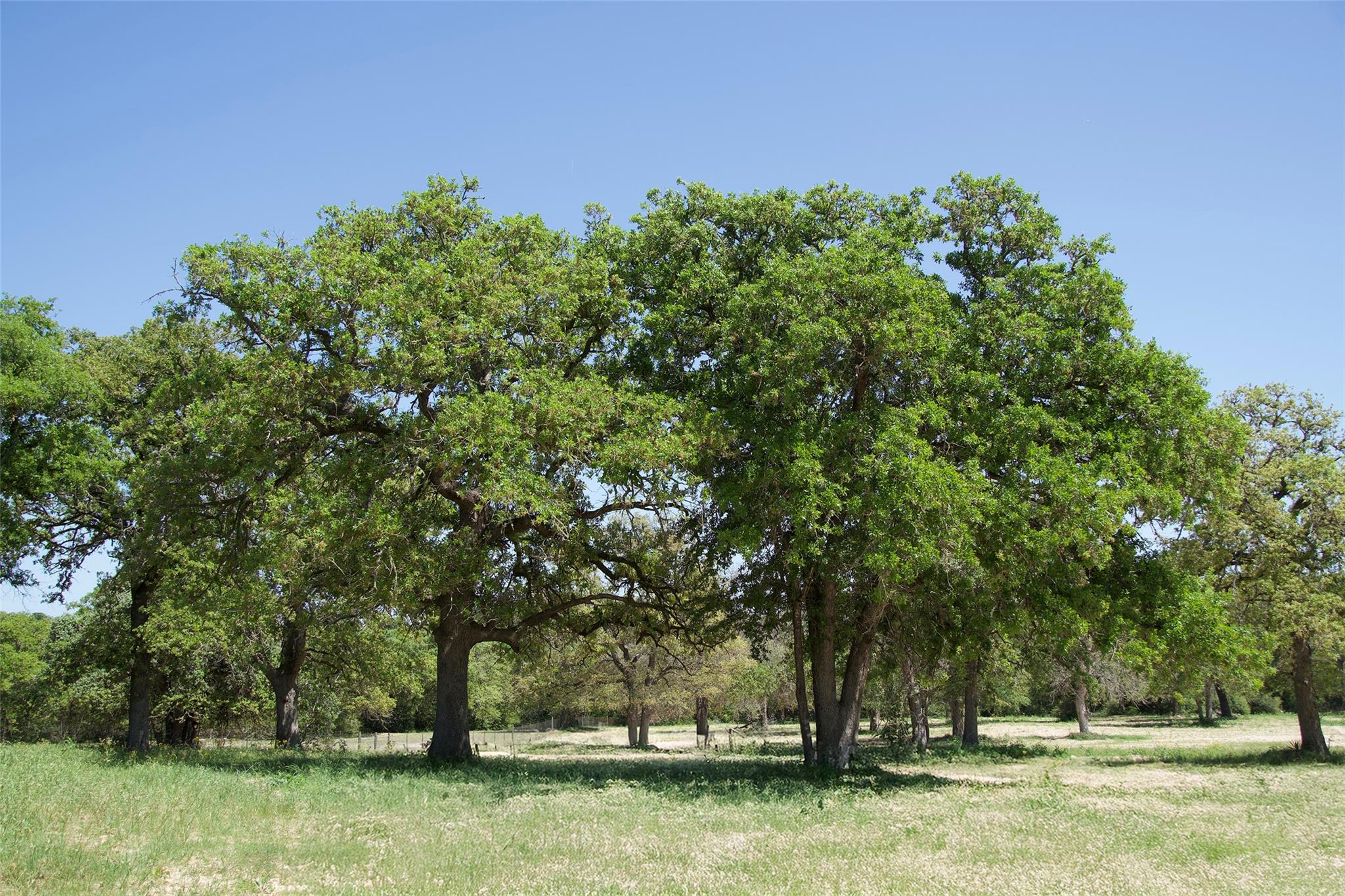 1035 Old Sayers RD, Elgin, TX 78621
