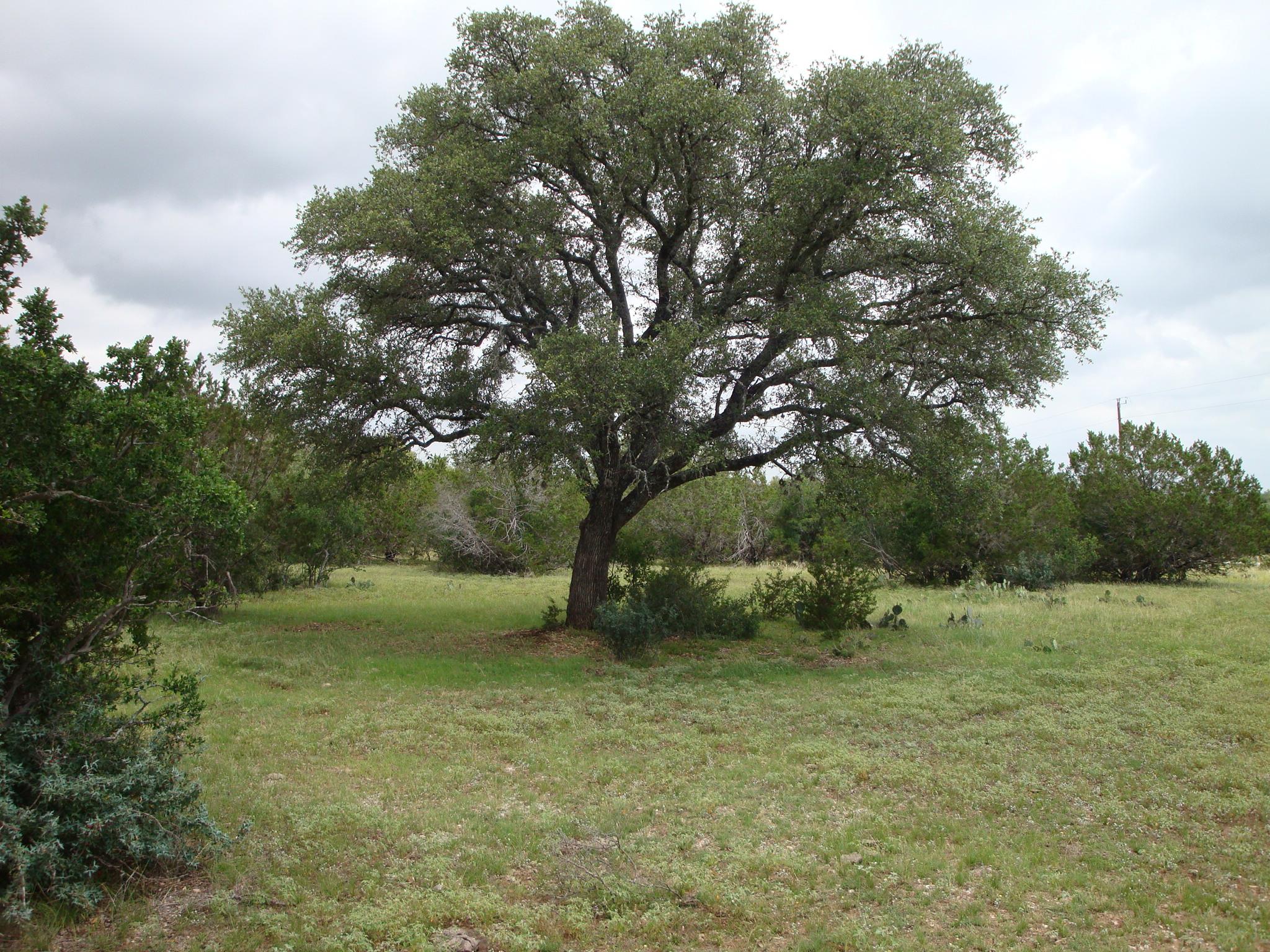 1619 Althaus Ranch RD, Johnson City, TX 78636