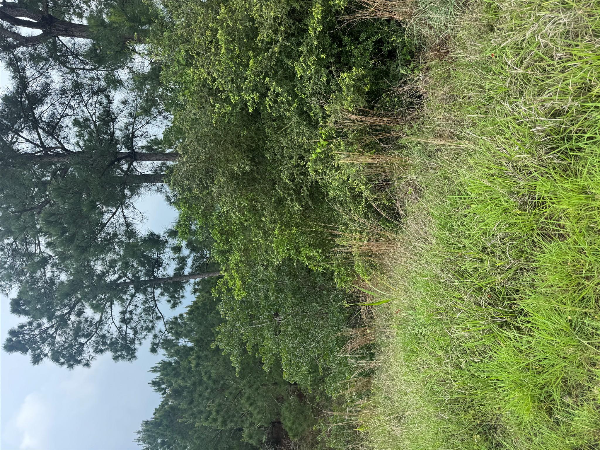 Lot 1613 Kaanapali LN, Bastrop, TX 78602