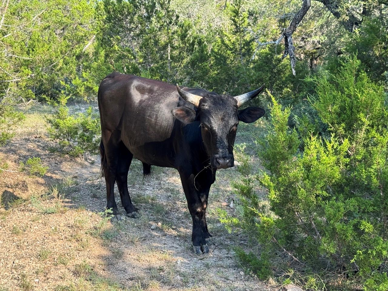 25723 Hamilton Pool RD, Round Mountain, TX 78654