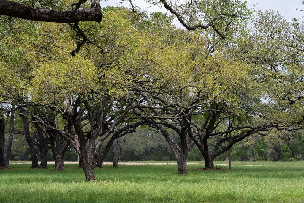 426 Mill Rn, New Braunfels, TX 78132