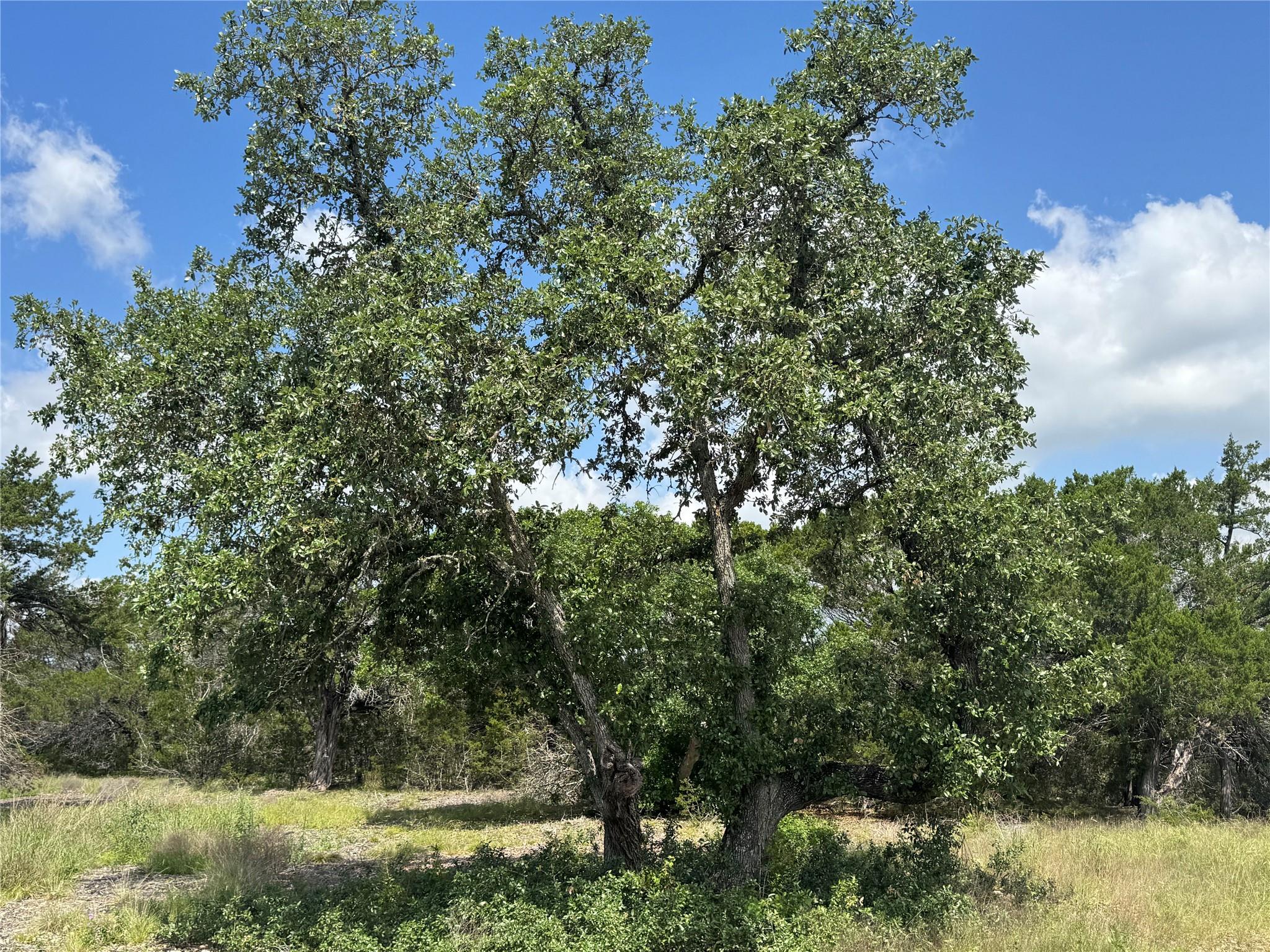 Lot 37 Riparian Elm RD, Bertram, TX 78605
