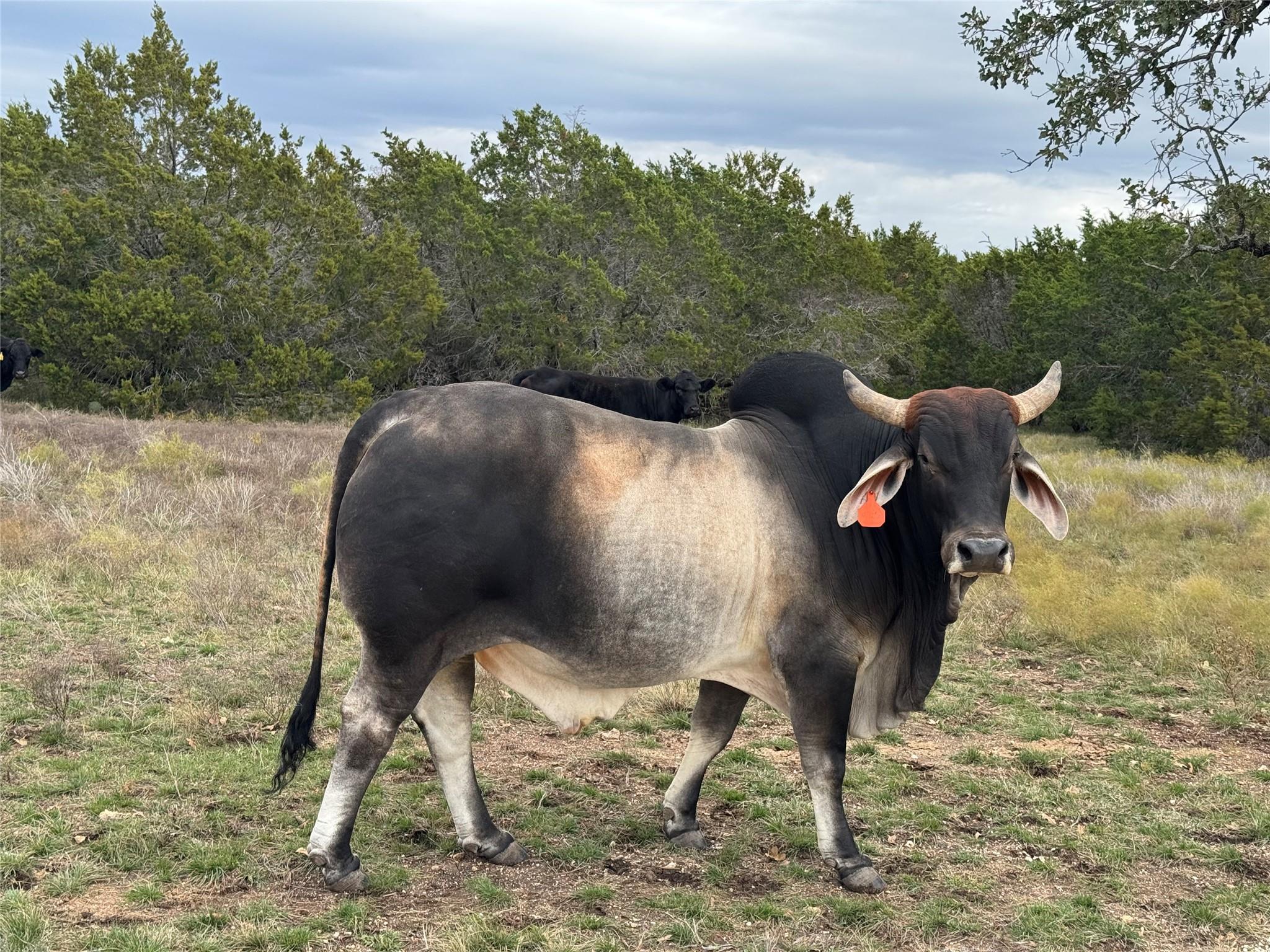 1115 Tract 2 County Road 204, Burnet, TX 78611