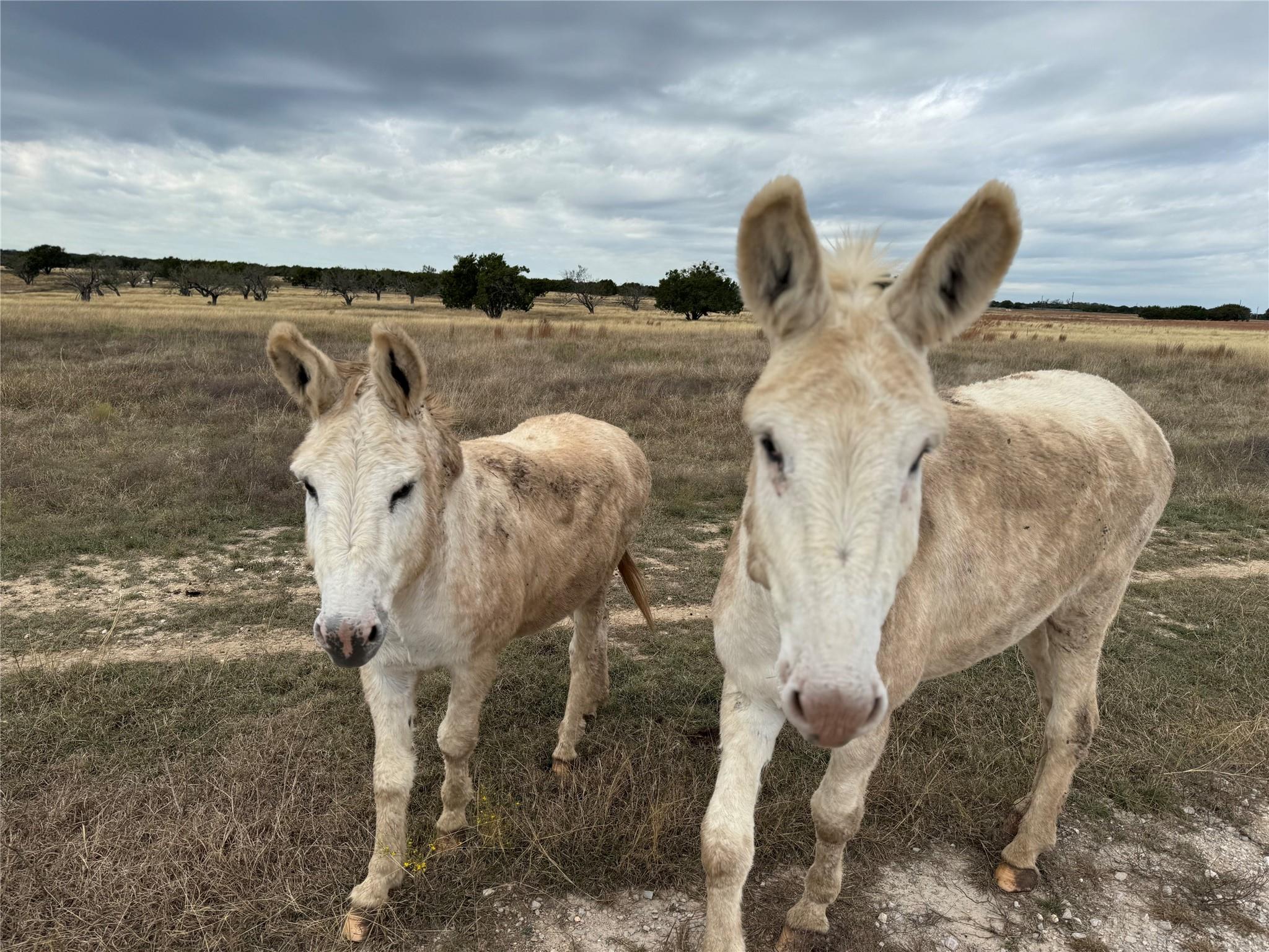 1115 Tract 4 County Road 204, Burnet, TX 78611