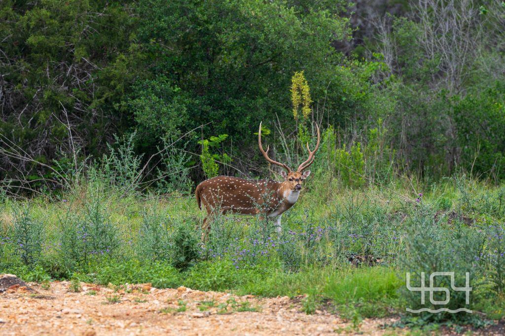 26 Coastal Loop DR, Johnson City, TX 78636
