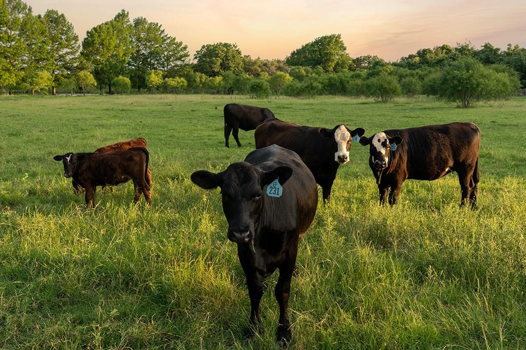 646 Victor Eckhardt RD, Fredericksburg, TX 78624