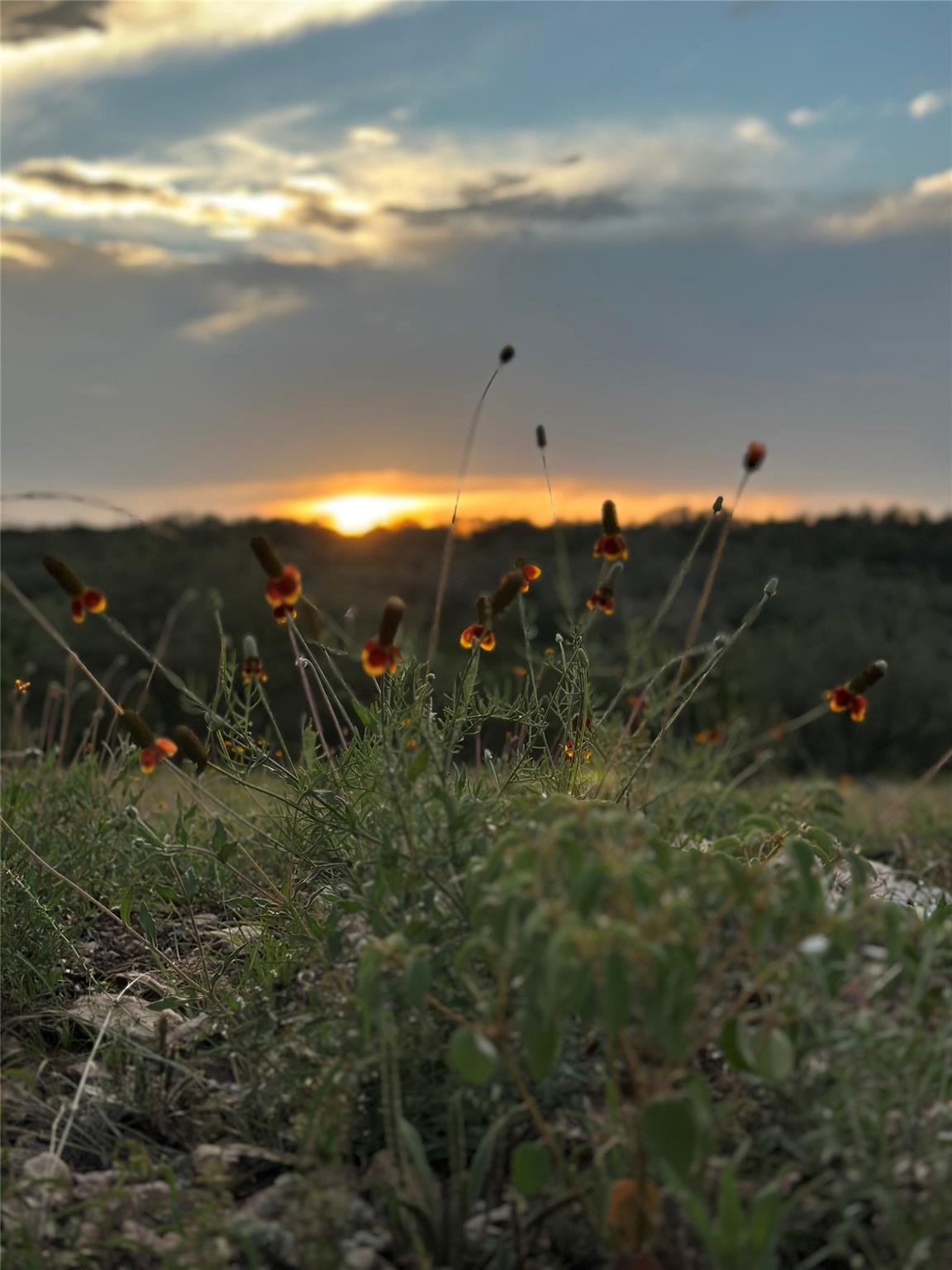320 Valley Oak DR, Dripping Springs, TX 78620
