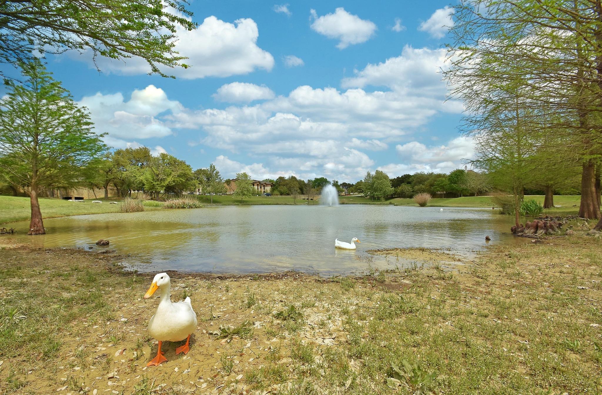 12932 Nutty Brown Rd, Austin, TX 78737