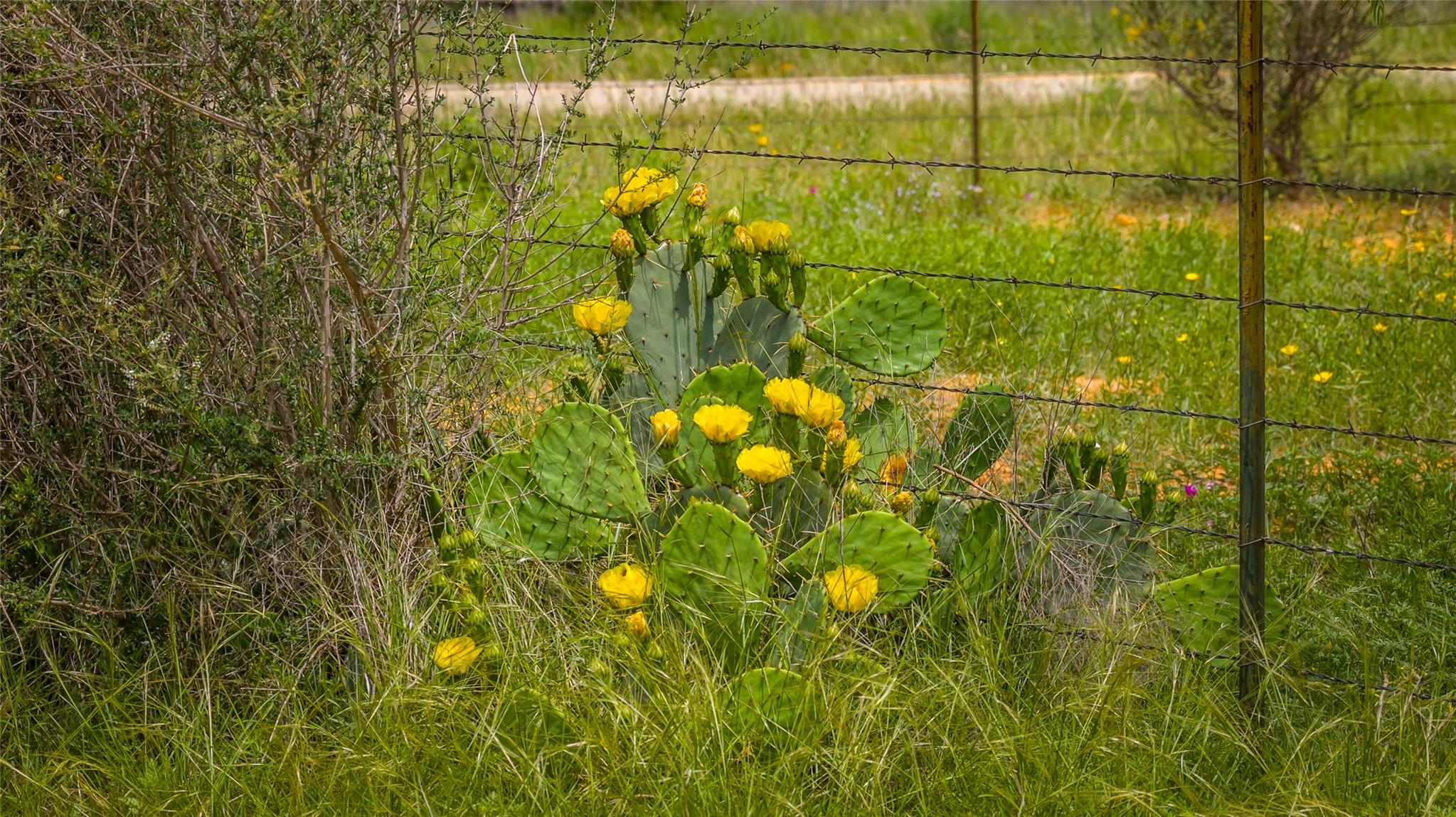 19815 Farm To Market 500, Richland Springs, TX 76871
