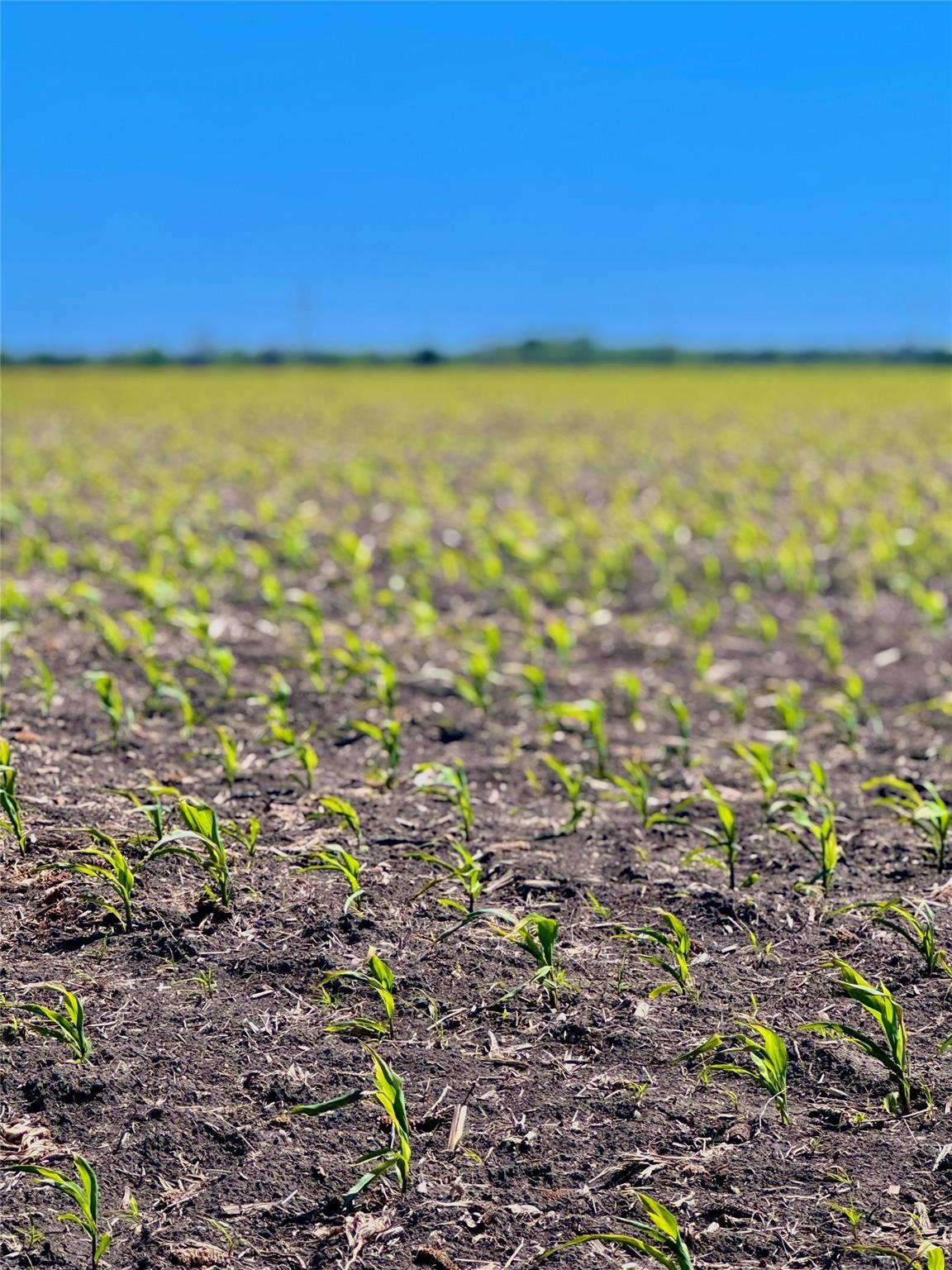 TBD Tract 4 Lund Carlson RD, Coupland, TX 78615