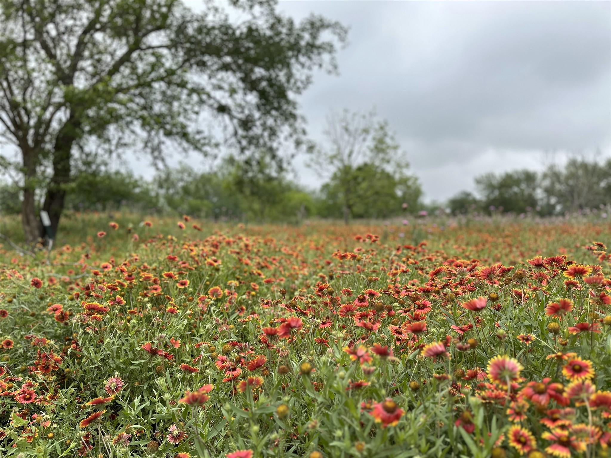 379 Vintners Way, Fredericksburg, TX 78624