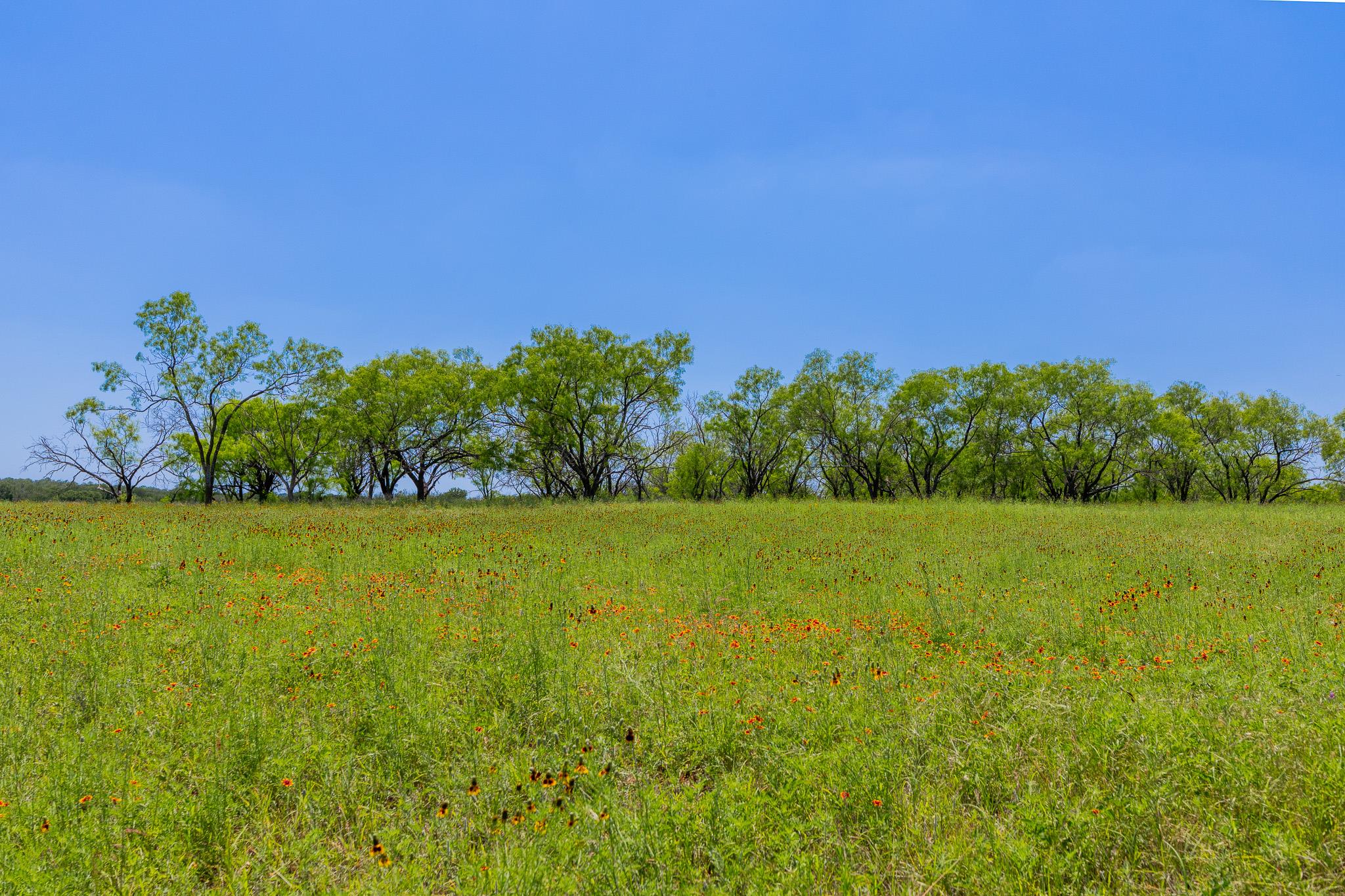TBD County Road 180 Mesquite Hollow Ranch RD, Purmela, TX 76566