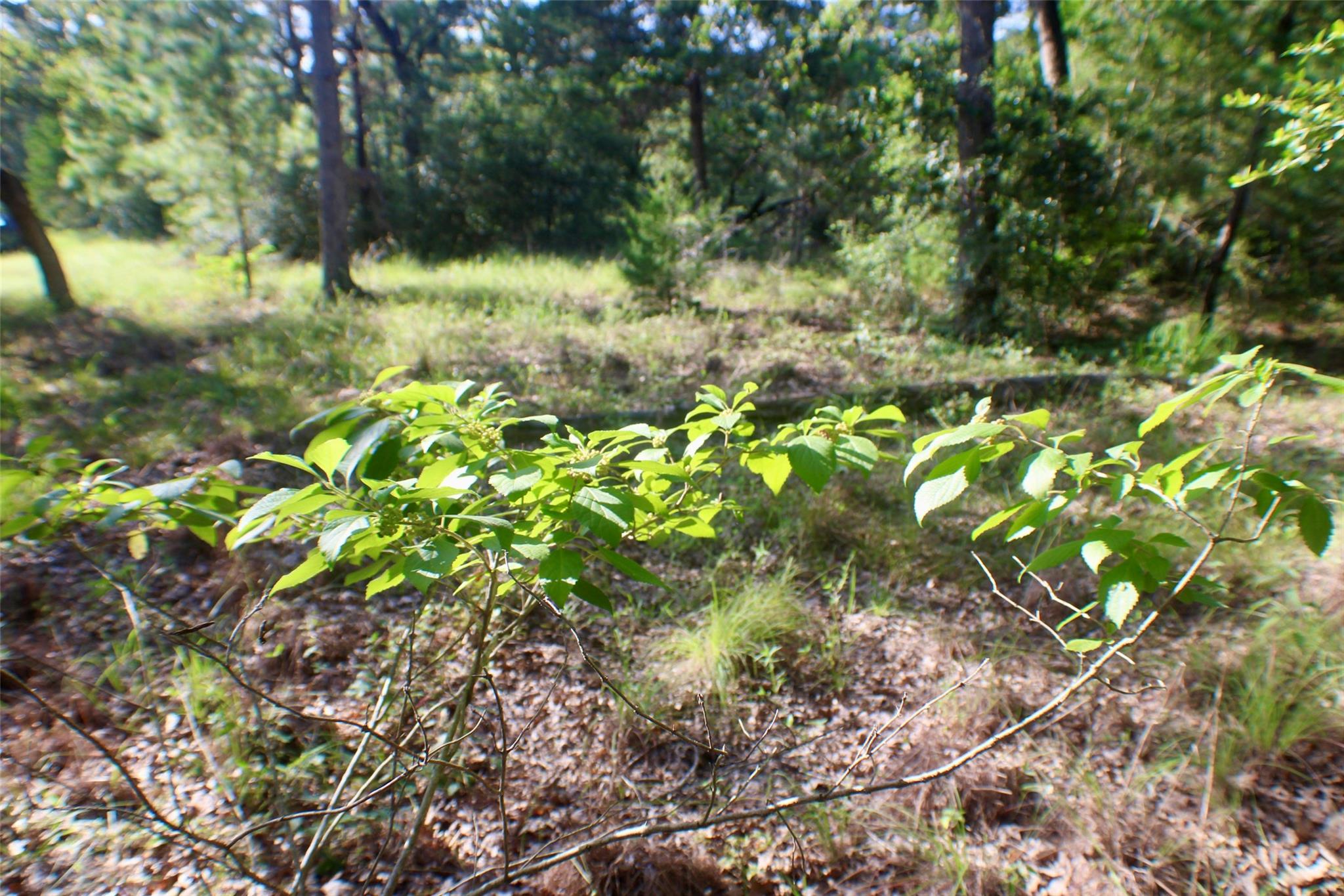 TBD Gotier Trace RD, Paige, TX 78659
