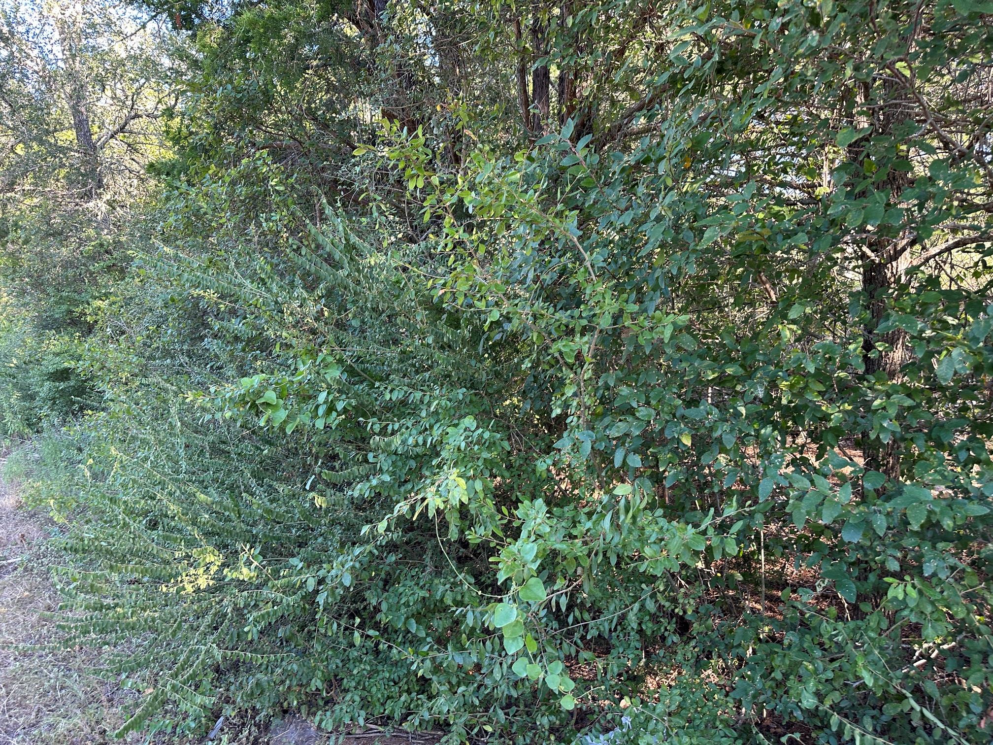 LOT 9 Robin Rn, Bastrop, TX 78602