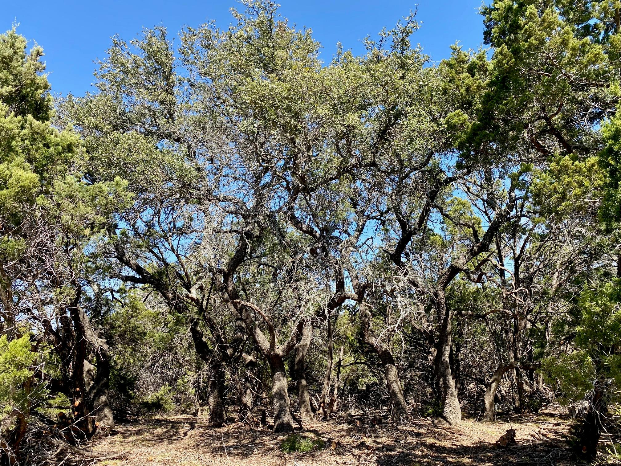 Lot 94 E Dripping View CT, Blanco, TX 78606