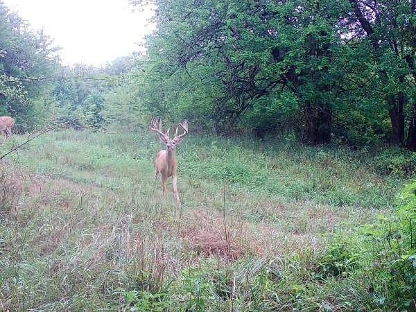 NE 231 Rd, Leeton, MO 64761