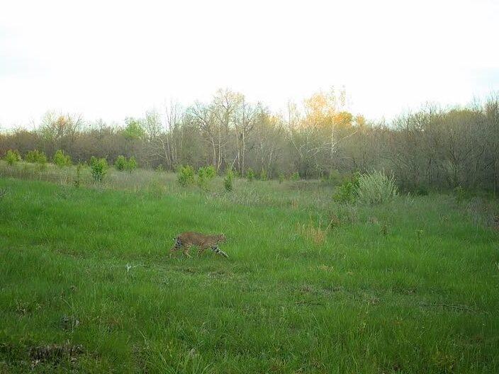 Tbd Oo Hw, Odessa, MO 64076