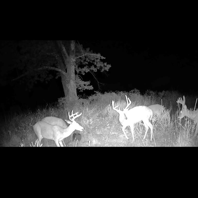 1210 Waters Rd, Stella, MO 64867
