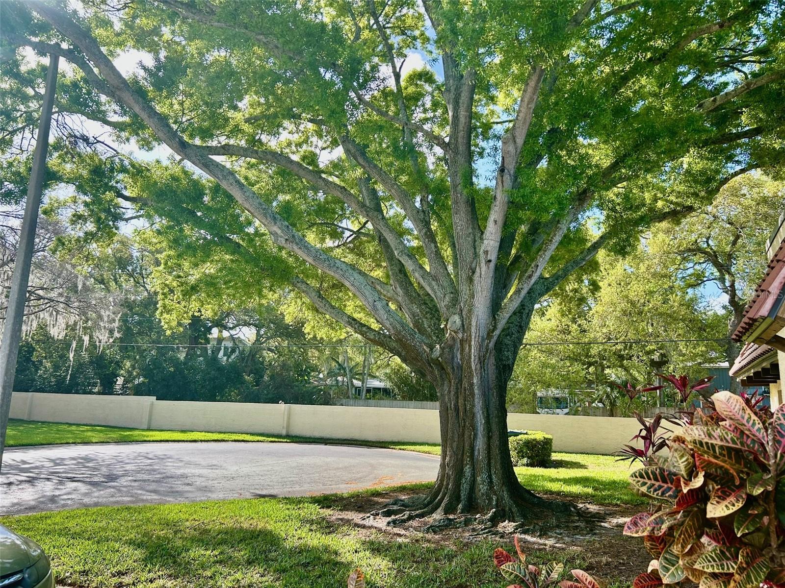 1701 Pinehurst Rd #18C, Dunedin, FL 34698