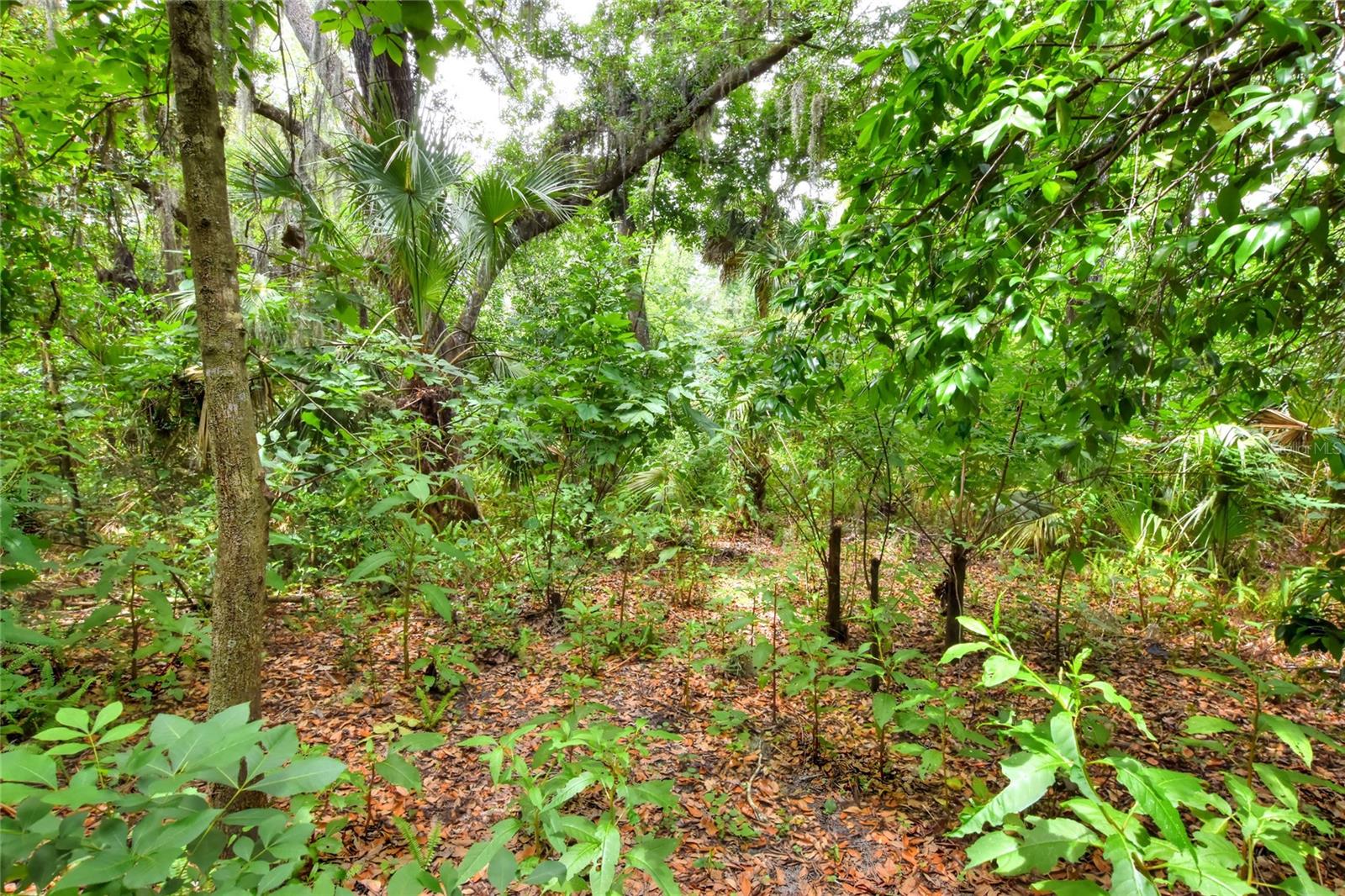 600 Thompson Rd, Lithia, FL 33547