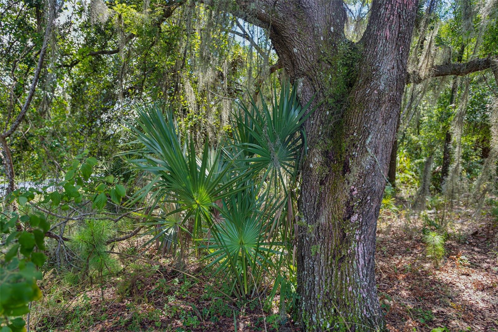 8541 Woodleaf Blvd, Wesley Chapel, FL 33544