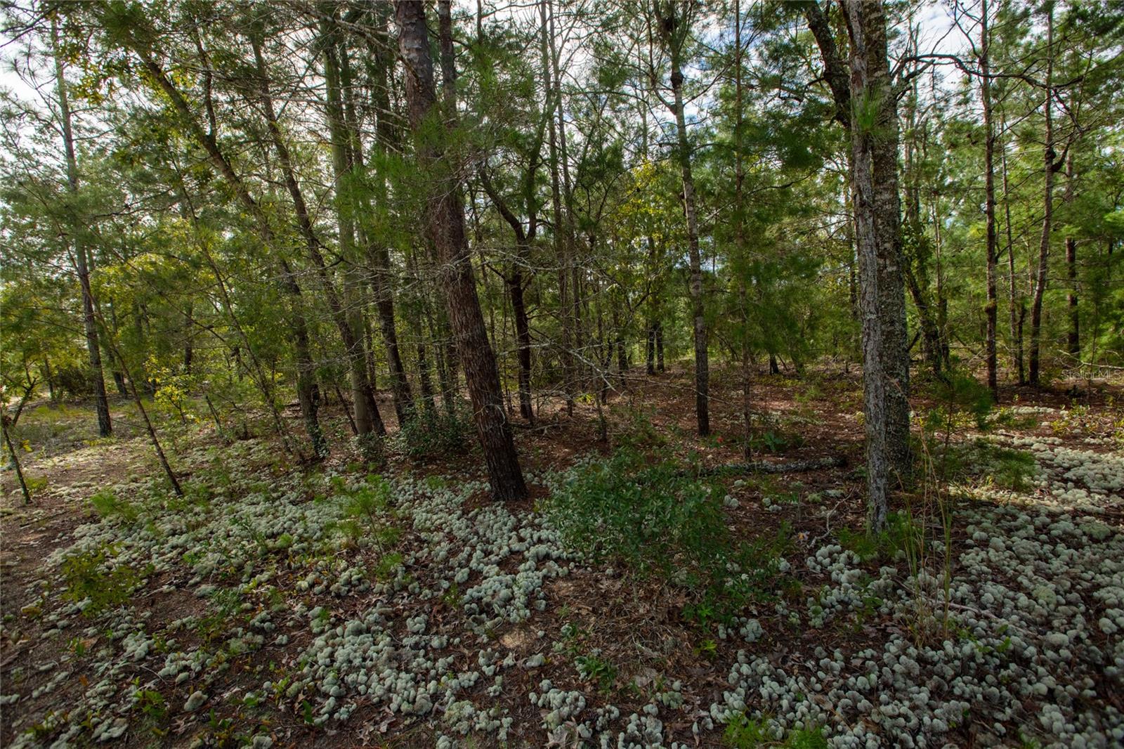 7225 Rutgers St, Keystone Heights, FL 32656