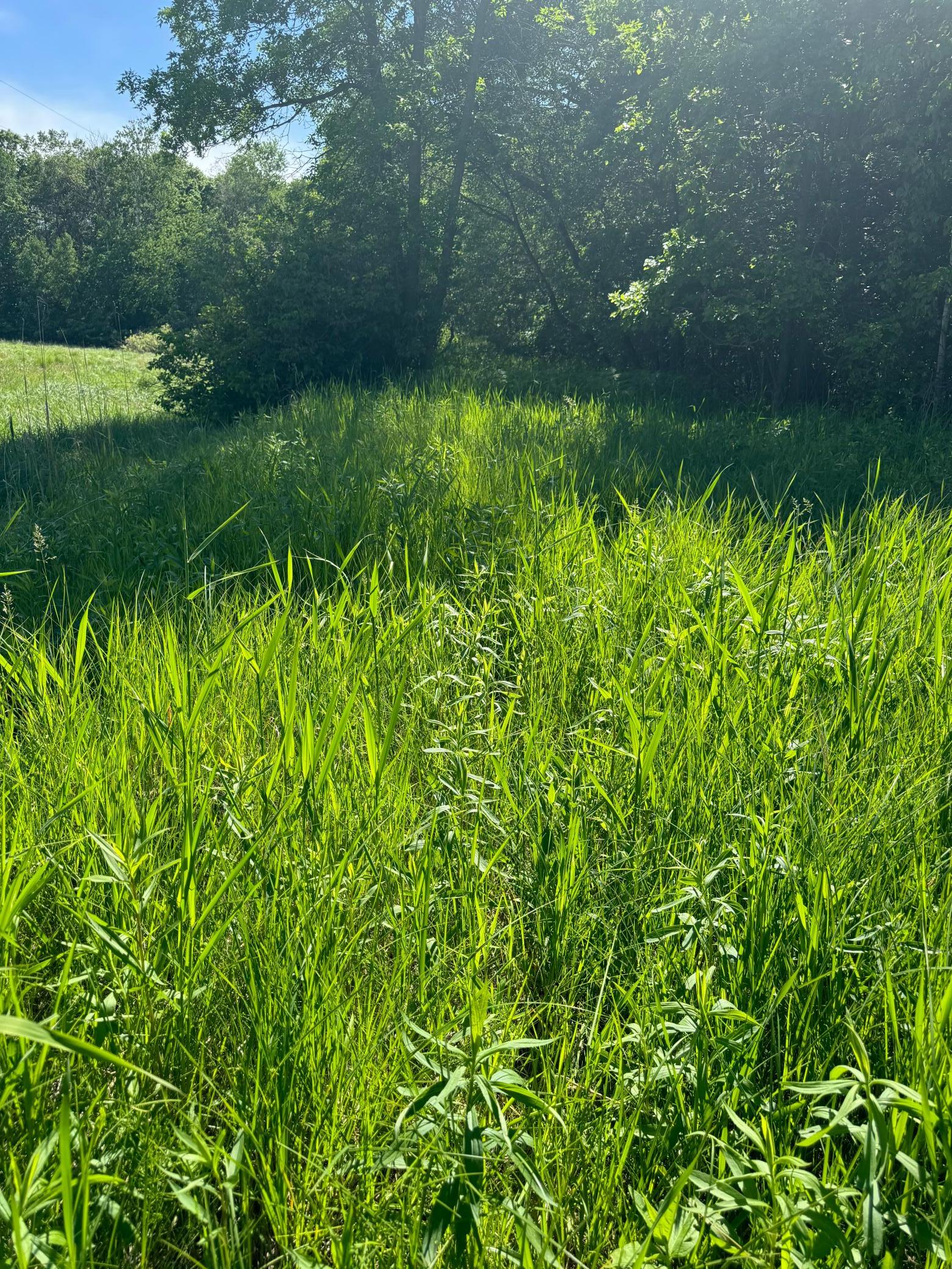 TBD County 29, Browerville, MN 56438