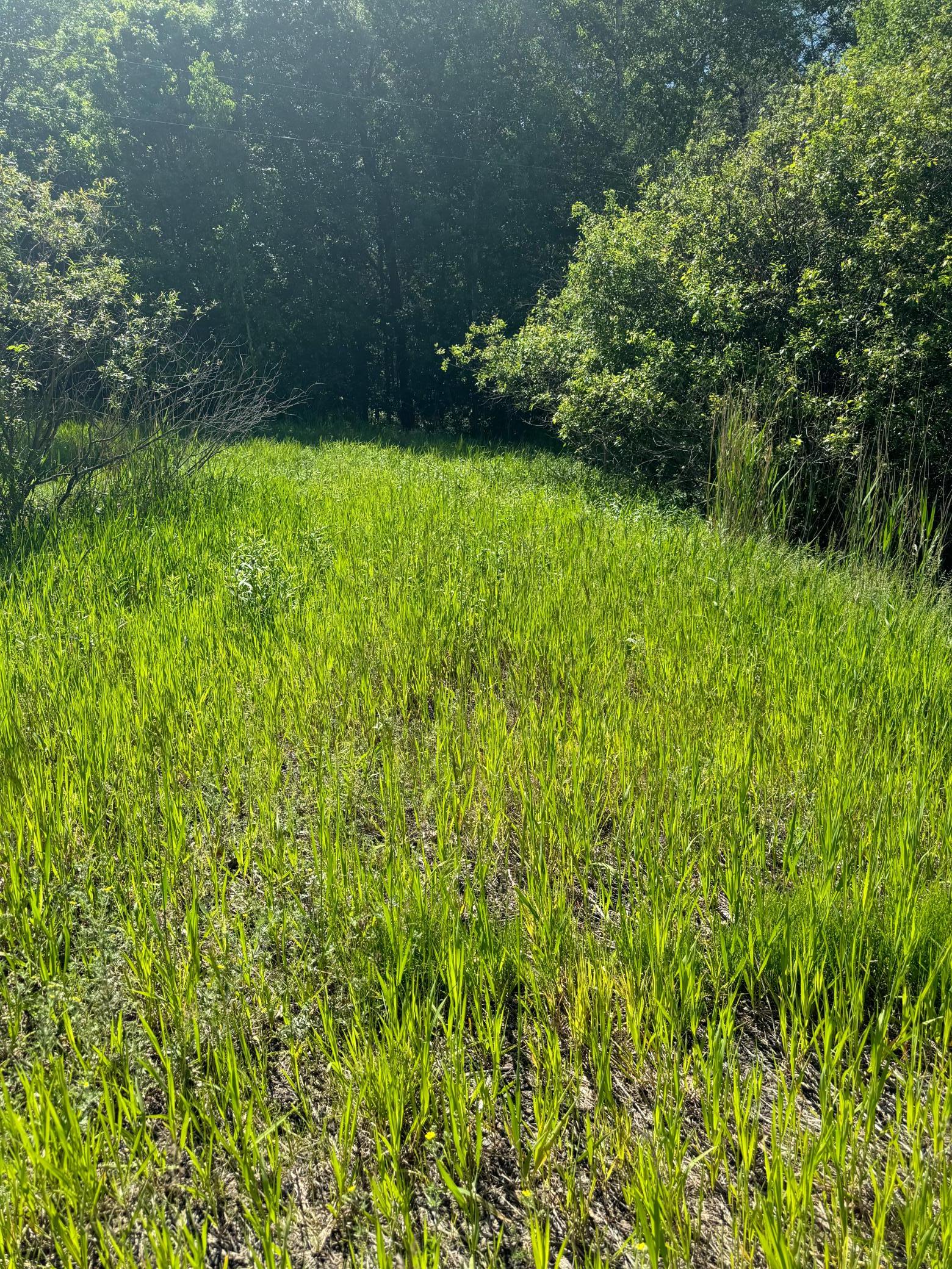 TBD County 29, Browerville, MN 56438