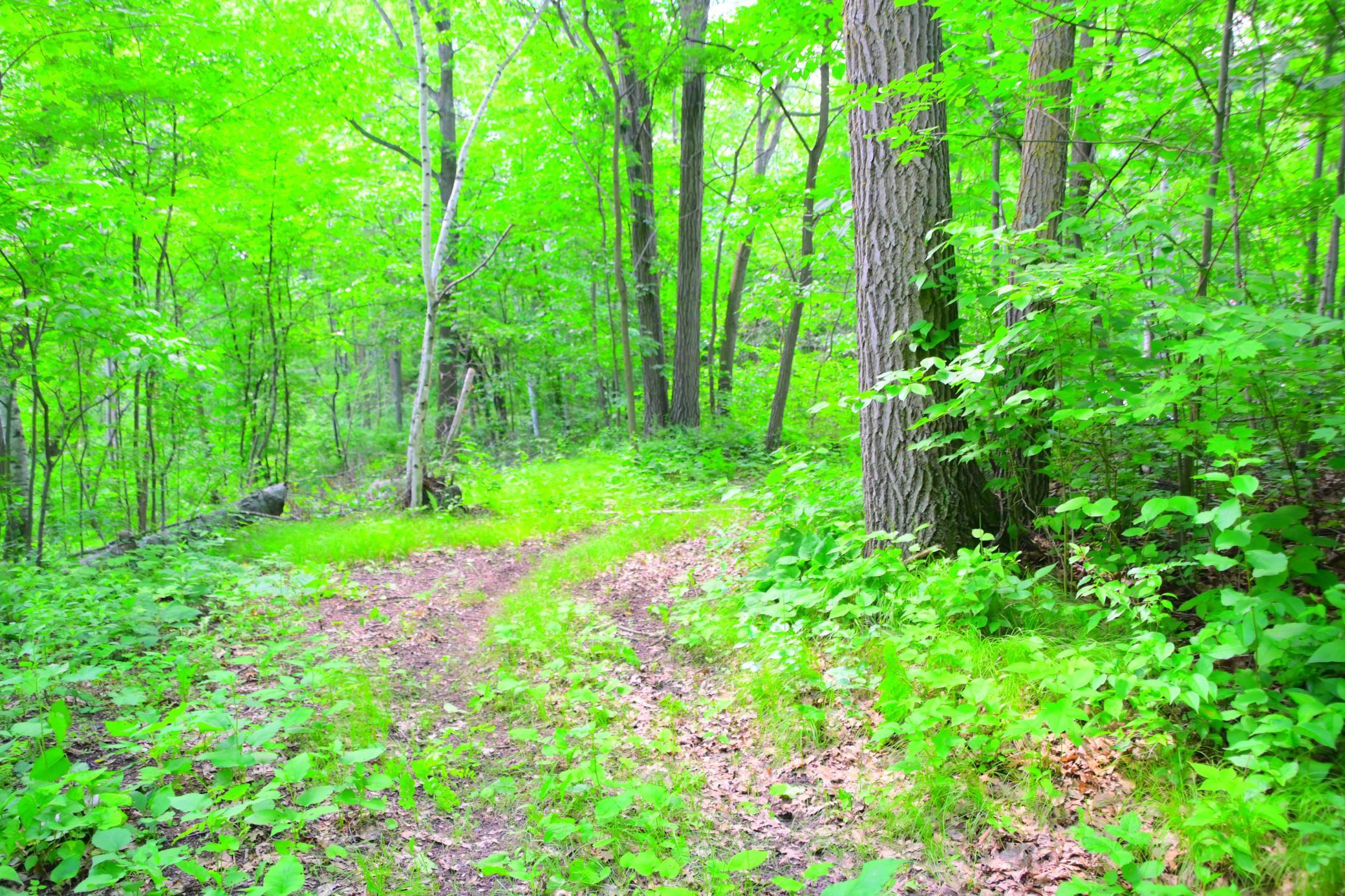 27589 Norway Trl, Randall, MN 56475