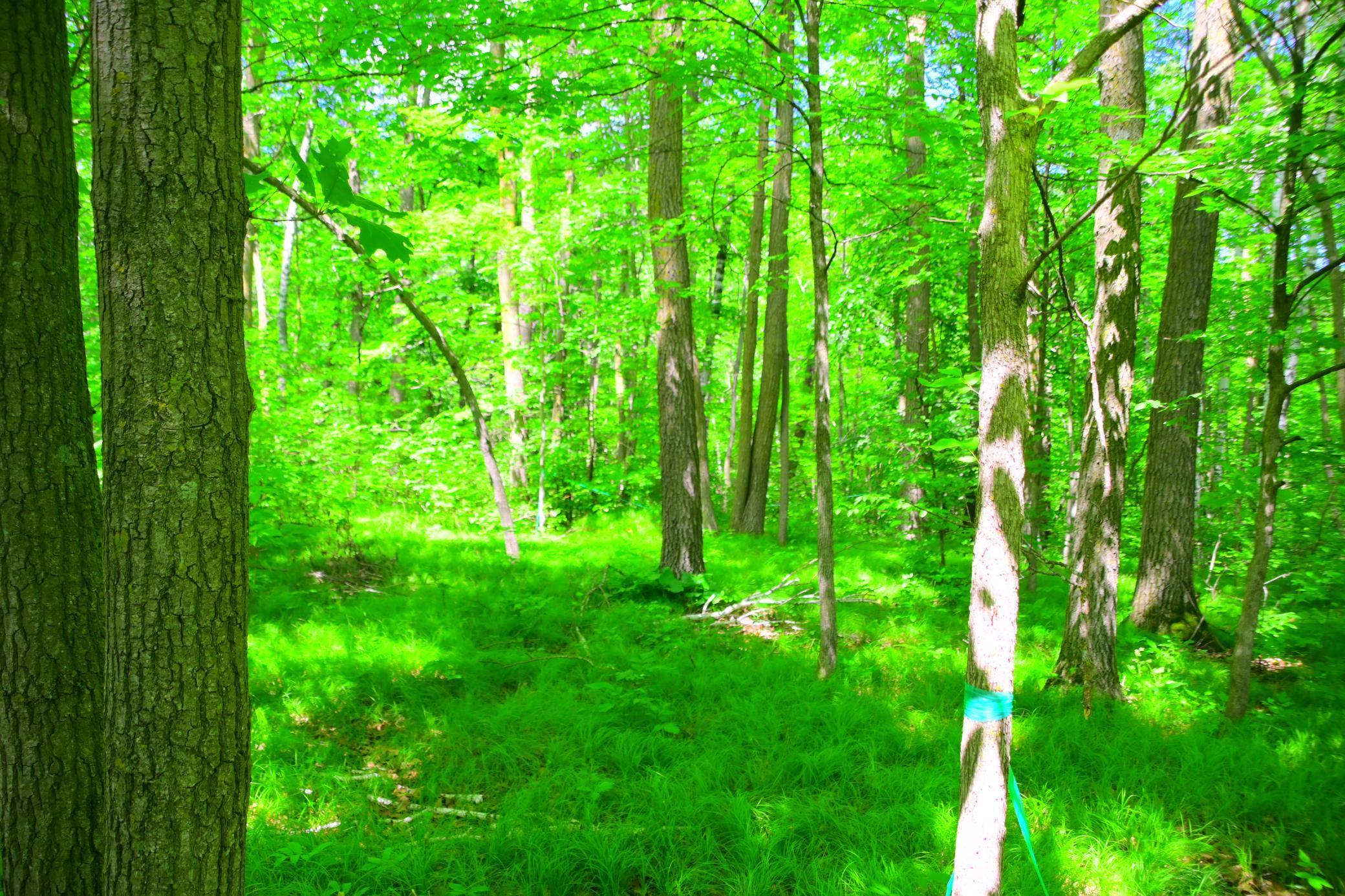 27589 Norway Trl, Randall, MN 56475