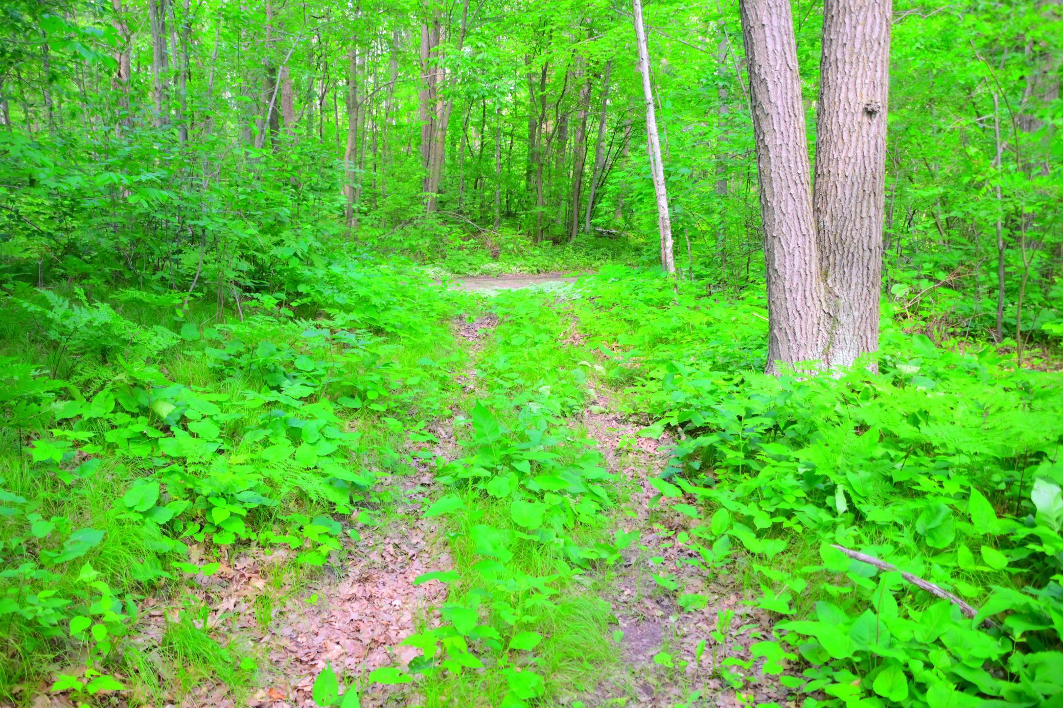 27589 Norway Trl, Randall, MN 56475