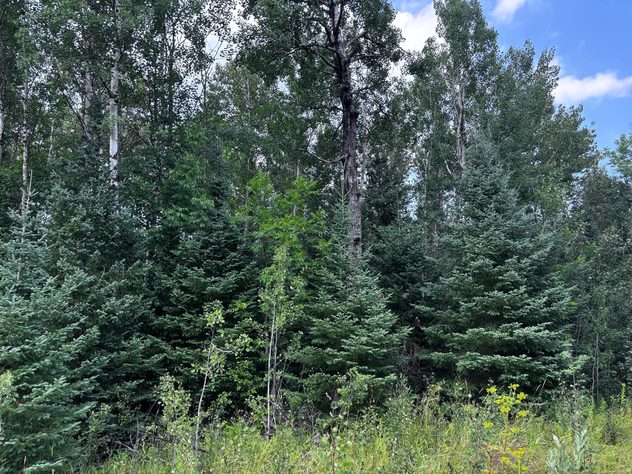 TBD Highway 71, Littlefork, MN 56653