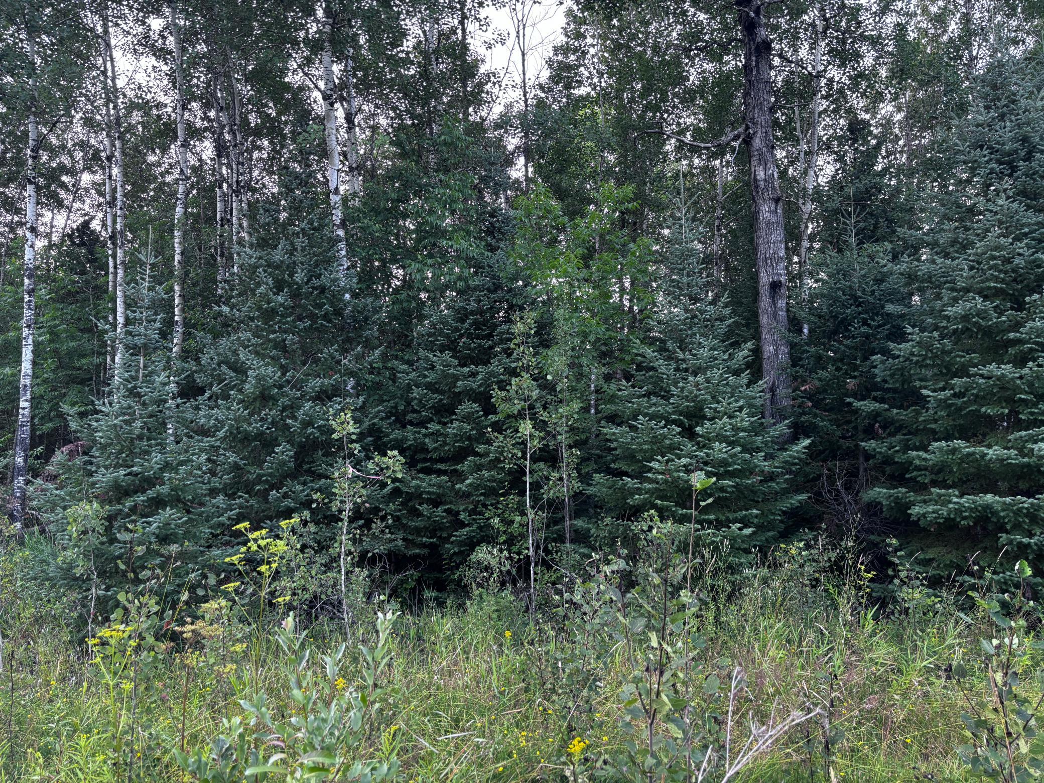 TBD Highway 71, Littlefork, MN 56653