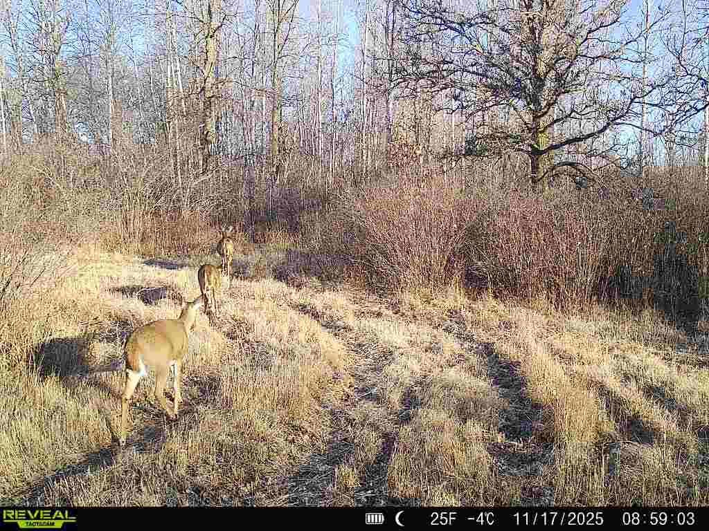 TBD Coneflower Ln SW, Pine River, MN 56474
