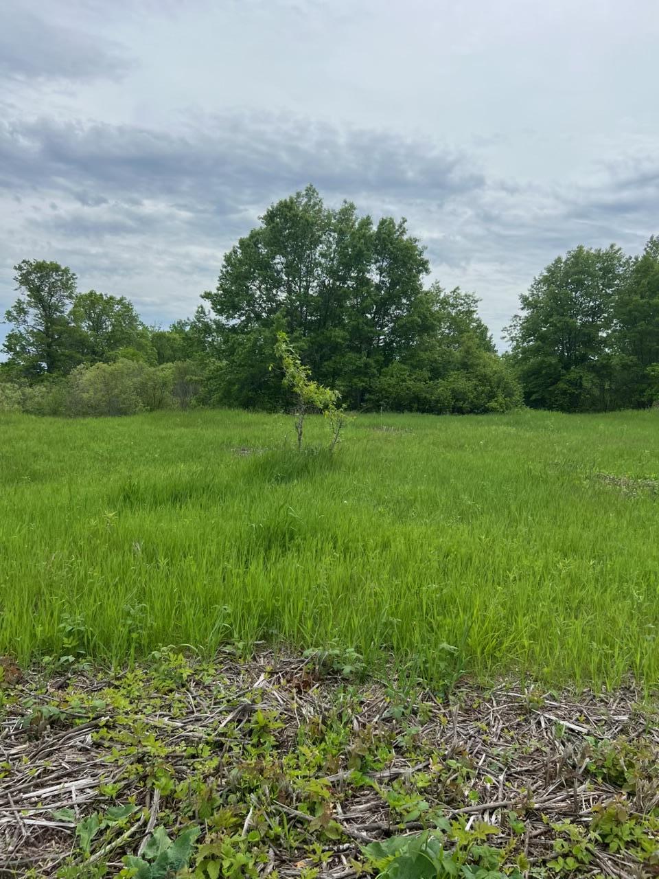 TBD Coneflower Ln SW, Pine River, MN 56474
