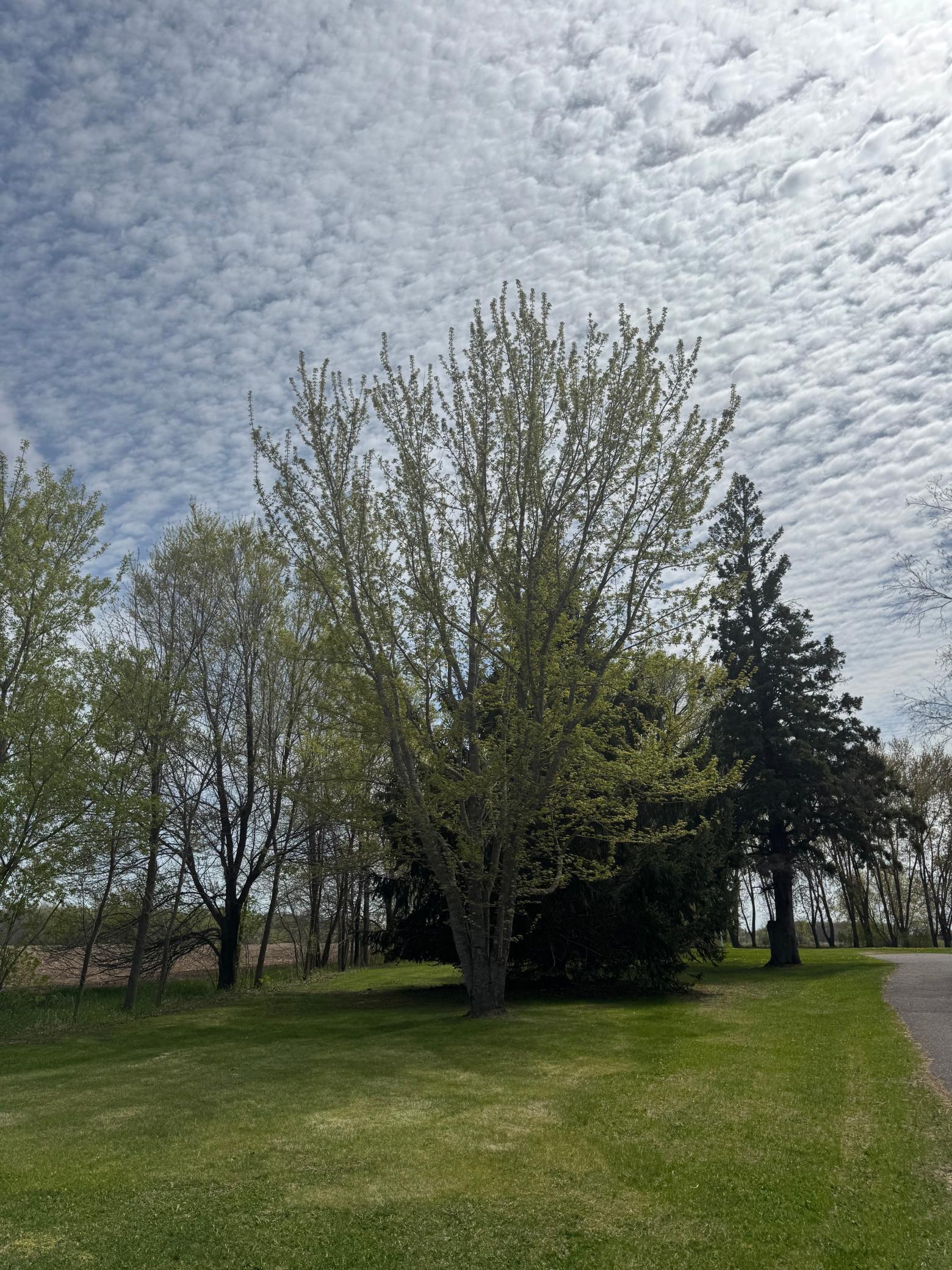 17370 65th St NE, Oak Park, MN 56357