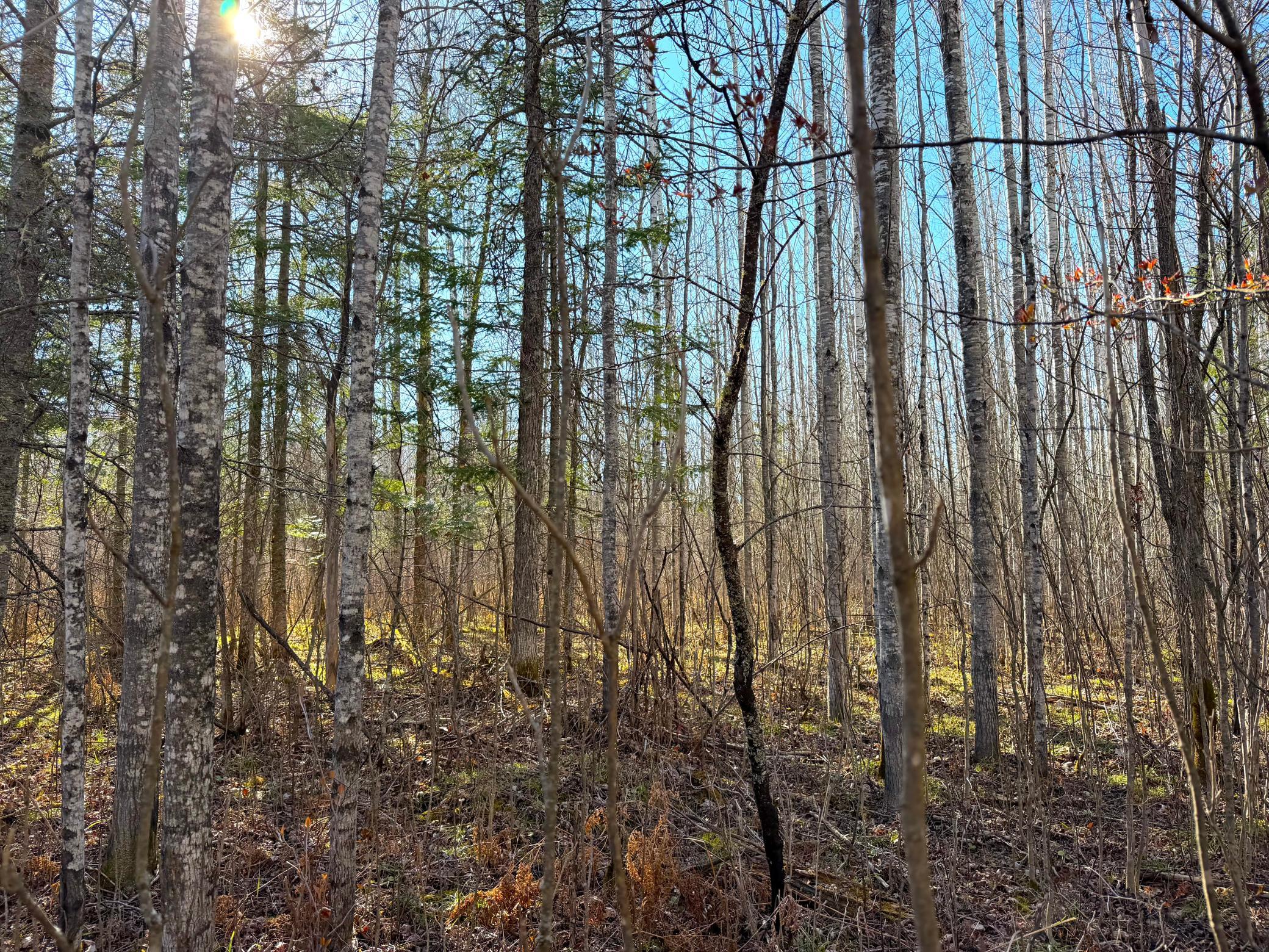 Lot B County Road 79, Littlefork, MN 56653