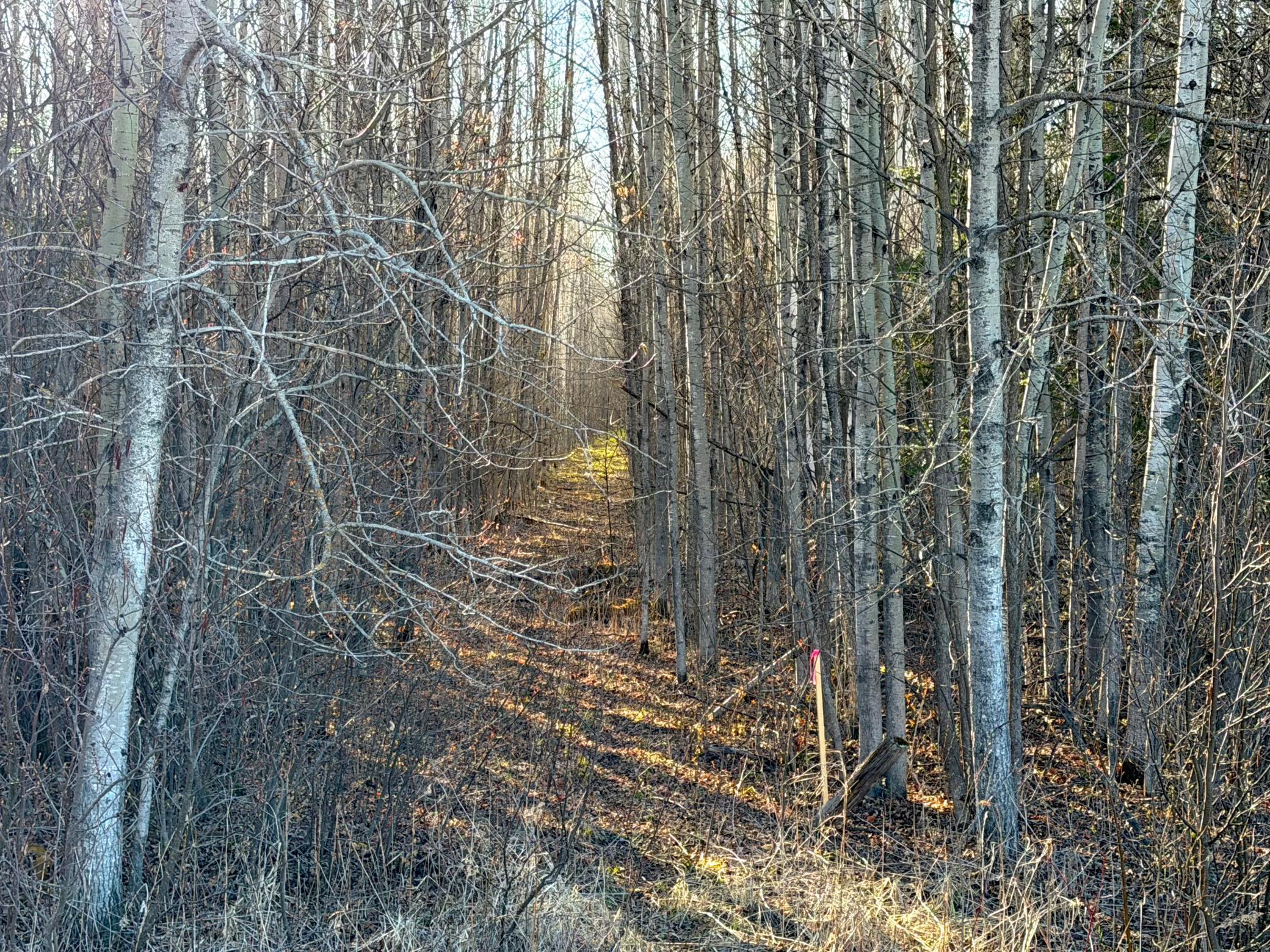 Lot C County Road 79, Littlefork, MN 56653