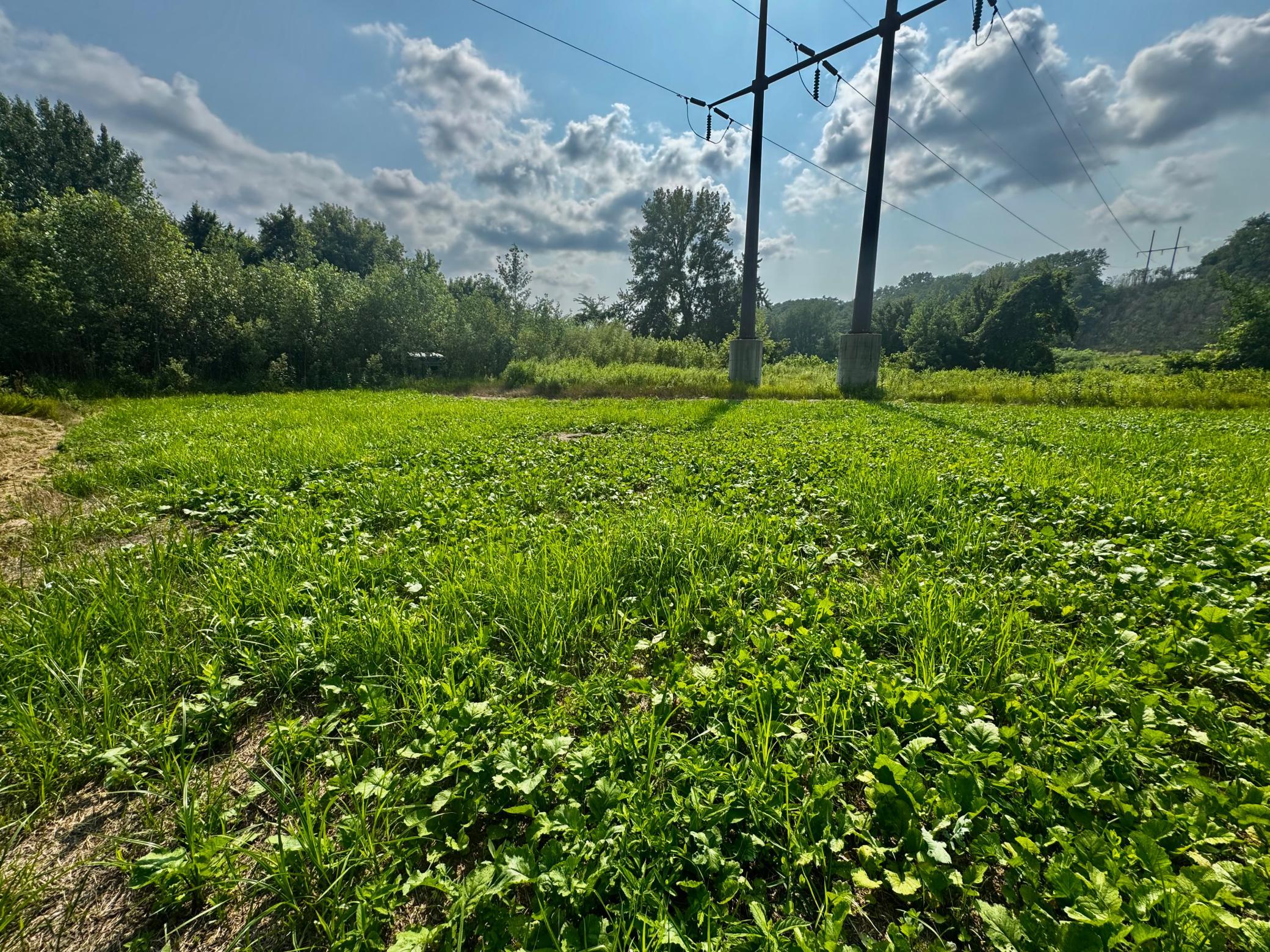 TBD Grove St, Le Sueur, MN 56058
