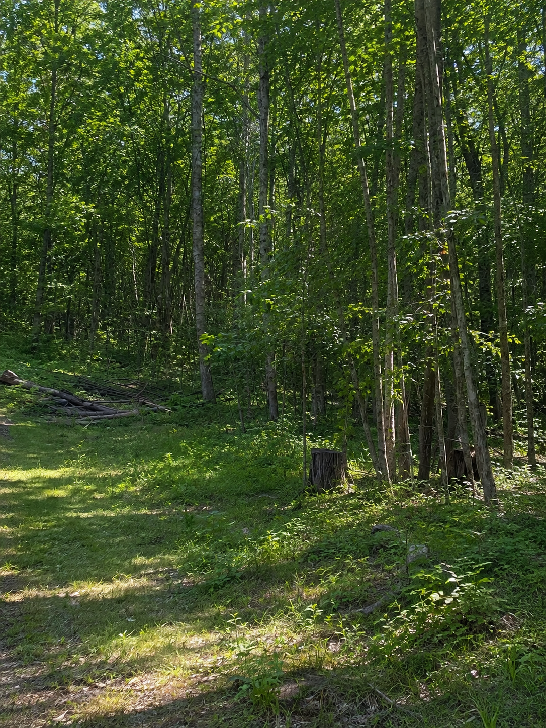 TBD Birchcurve Rd, Randall, MN 56475