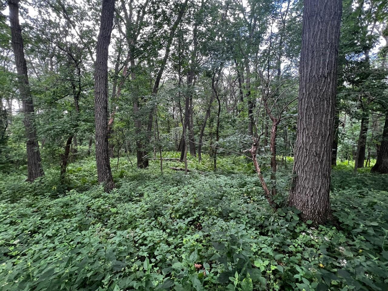 TBD W Bluff Rd S, Stockholm, WI 54769