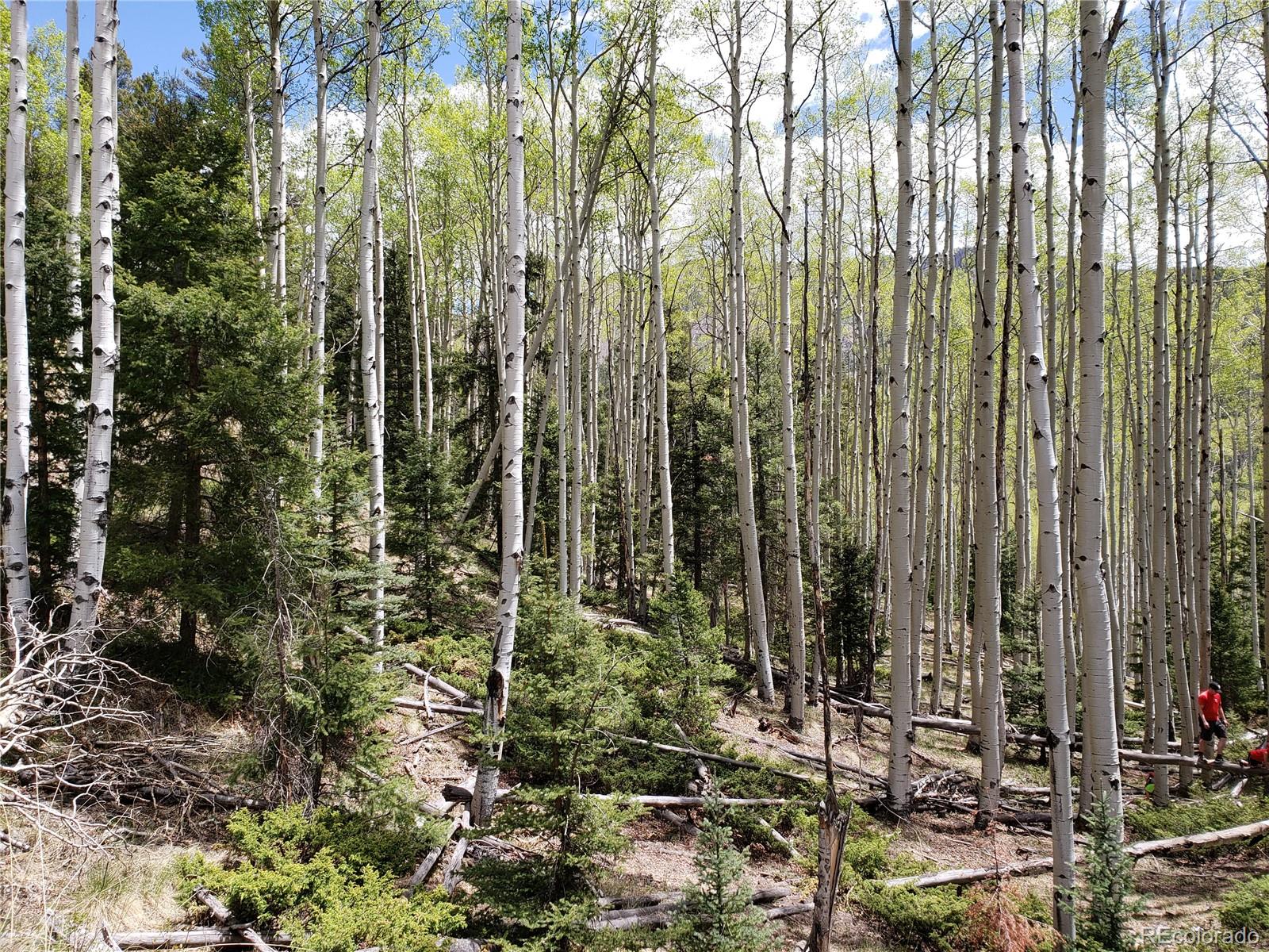 Tbd, Jasper, CO 81132