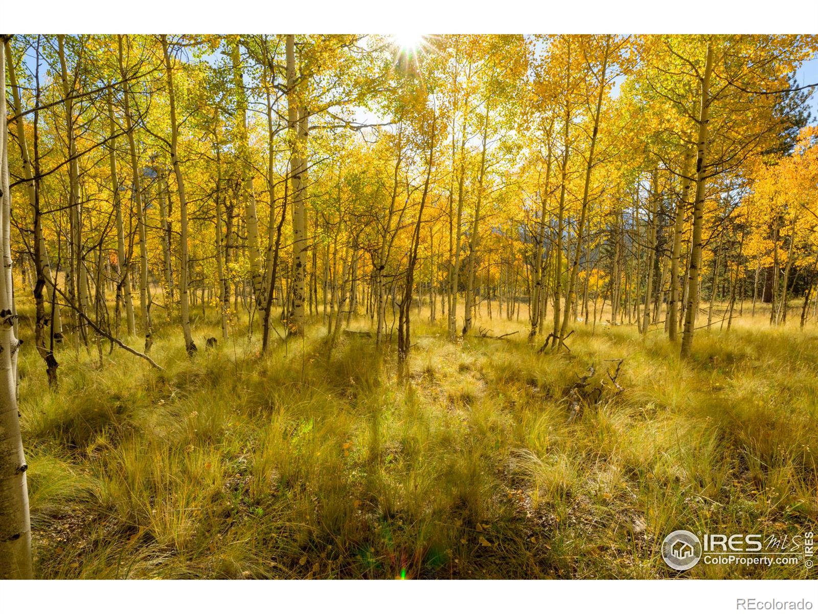 226 Bear Gulch Way, Jefferson, CO 80456