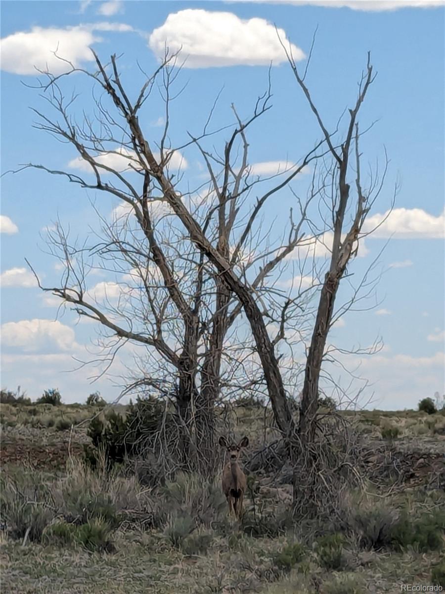Cotton Creek Estate Filing 1 Tract 7, Moffat, CO 81143