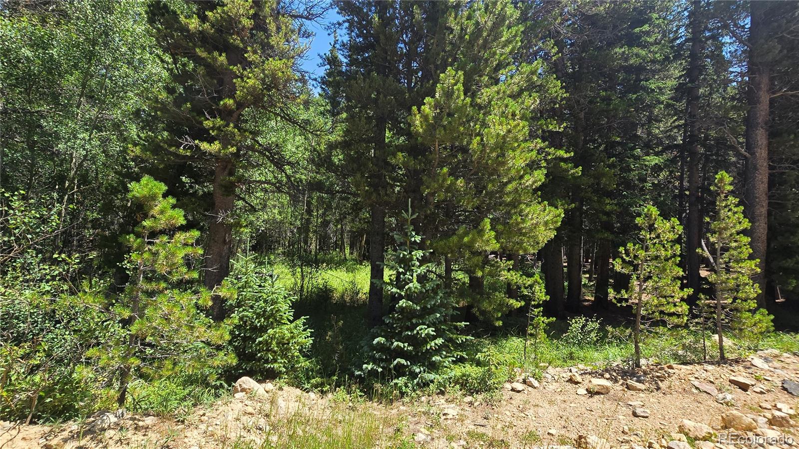 Deer, Idaho Springs, CO 80444