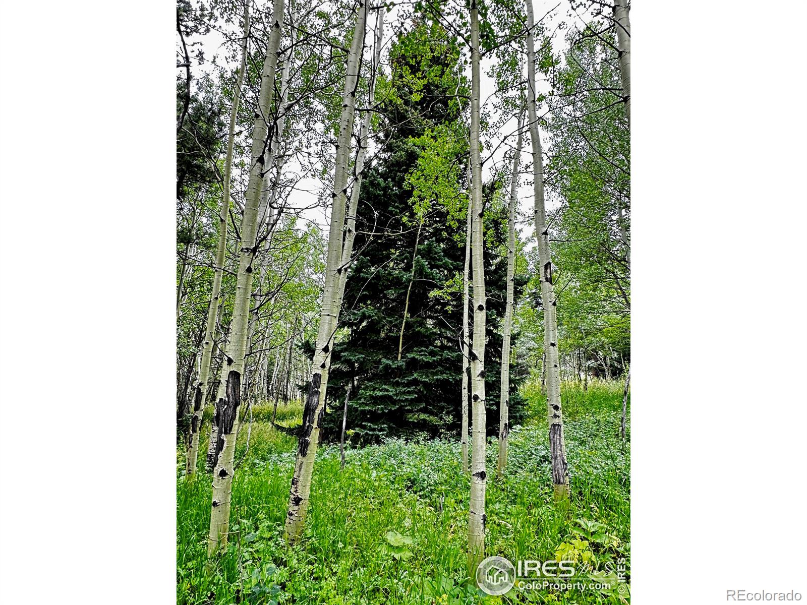 928 Ski Rd, Allenspark, CO 80510