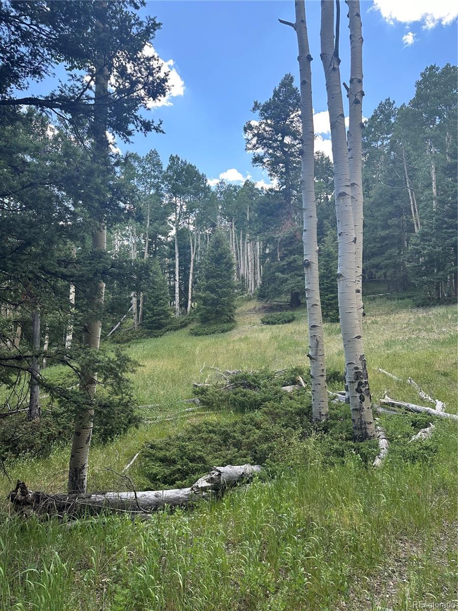 Calkins St, Jasper, CO 81132